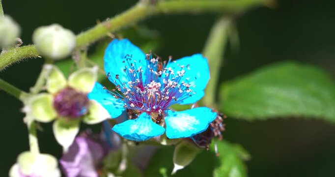 Macro - Ants on a turquoise flower