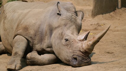 white rhino on the sand, rhinoceros leisure time in nature © ElizabethGo