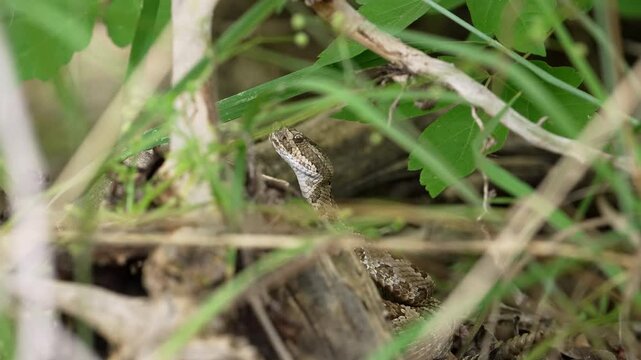 Great Basin Rattlesnake peeking its head up through the grass in a forest in Utah as its tongue flickers.
