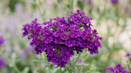 Obraz premium Close-up group purple flowers are Attractive catch the eye