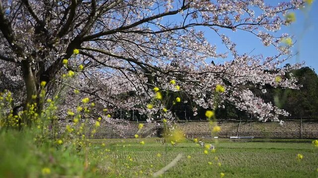 桜咲く伊吹山麓を走る東海道新幹線N700S（東海道新幹線 岐阜羽島 - 米原, 2026年4月）