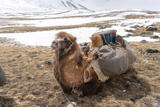Resting Bactrian Camel Loaded with Traditional Pack Saddle and Canvas Bags on Snowy Alpine Plateau, Mongolian Altai