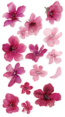 Fototapeta premium Set of beautiful hand-painted watercolor pink and magenta floral elements.