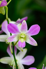 Obraz premium A close-up of elegant autumn Dendrobium orchids, showcasing soft white petals with purple tones and intricate floral details.