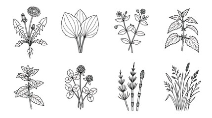 Vintage botanical herb illustrations, set of 8 hand drawn medicinal plant vectors, black and white wildflower line art for apothecary and herbalism © Rafay