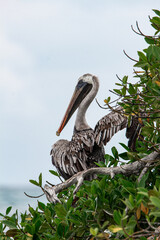 Fototapeta premium Brown Pelican Perched in Mangrove Vegetation in Galapagos