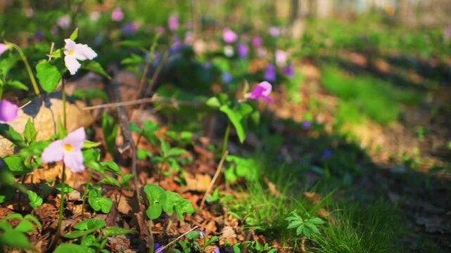 Trillium flower forest field many purple pink wildflowers handheld side panning view in Virginia Blue Ridge Mountains of Wintergreen resort spring