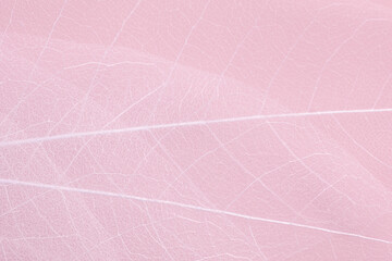Fototapeta premium Abstract pink background, texture of dry leaf skeletons with natural pattern