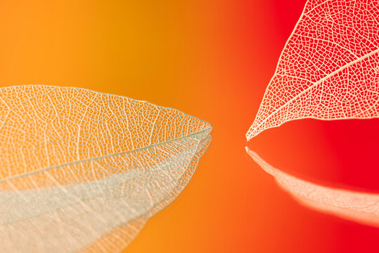 orange leaves on autumn background, fibrous structure of transparent leaf