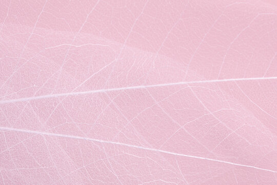Abstract pink background, texture of dry leaf skeletons with natural pattern