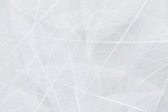 White foliage texture, dried leaf skeletons as an abstract background
