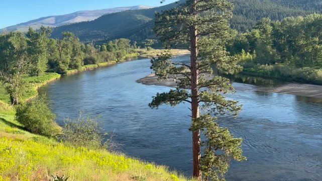 Bald eagle flies over the Bitterroot River in Western Montana near Missoula. 