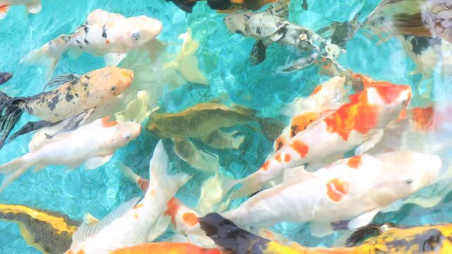 Colorful Koi Fish Swimming in Water Tank at Munnar Kerala Tourist Attraction