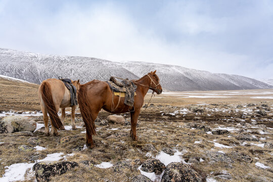 Two Saddled Chestnut Horses Standing on Rocky Alpine Plateau Against Snow-Covered Mountains, Mongolian Altai