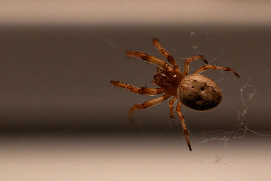 Furrow orb weaver spider Larinioides cornutus on web close up