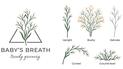 Collection of baby's breath floral elements in various styles. © SABIKUNNAHAR