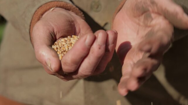 Farmer sifting golden wheat grains in his hands examining quality for harvest season agriculture concept.