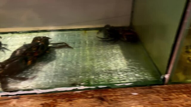 Different types of live seafood in aquariums at an asian restaurant waiting to be chosen