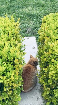 Cute ginger stray cat sitting on stone pathway between trimmed green buxus bushes in Istanbul park. Adorable Turkish street kitten resting on garden path near ornamental hedges. Turkey animal.