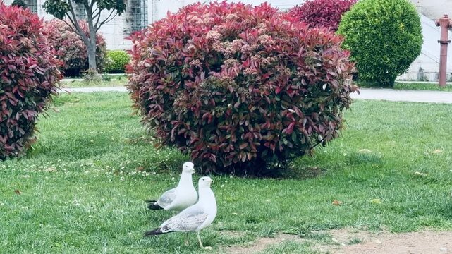 Flock of wild seagulls resting on green grass lawn in urban park. Large white sea birds walking on lawn and squawking near bushes on sunny summer day. Coastal wildlife and city nature background.
