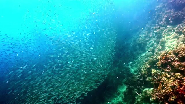 Underwater scene with baitfish gathering in Moalboal waters