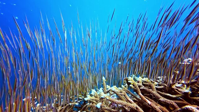 Long slender needlefish stand vertically in formation above a coral reef in crystal blue shallows.