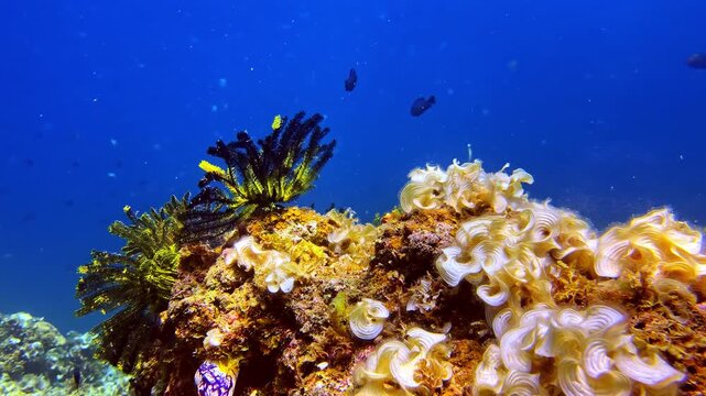 Rich coral reef with ruffled corals, crinoid and nudibranch among scattered reef fish in blue water.