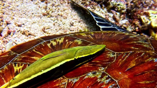Bright green remora clings to the patterned shell of a sea turtle on the ocean floor.