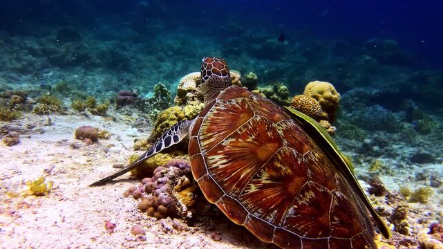 Hawksbill sea turtle rests calmly on sandy substrate beside coral formations in clear blue water.