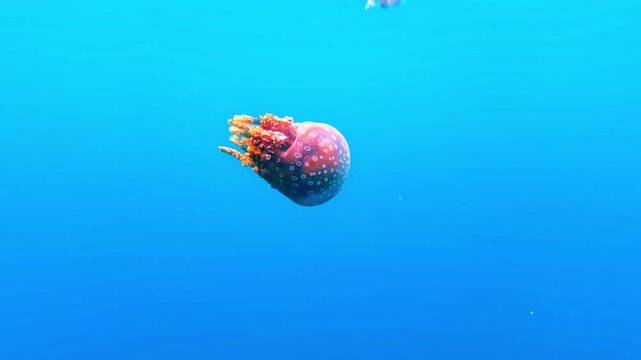 Solitary pink spotted jellyfish with orange tentacles floats freely in an expanse of clear blue water.
