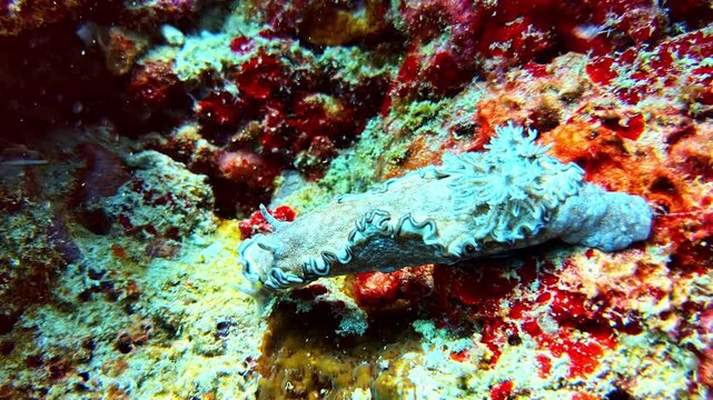 Large grey ruffled nudibranch moves slowly over a vivid red and orange reef encrusted with organisms.