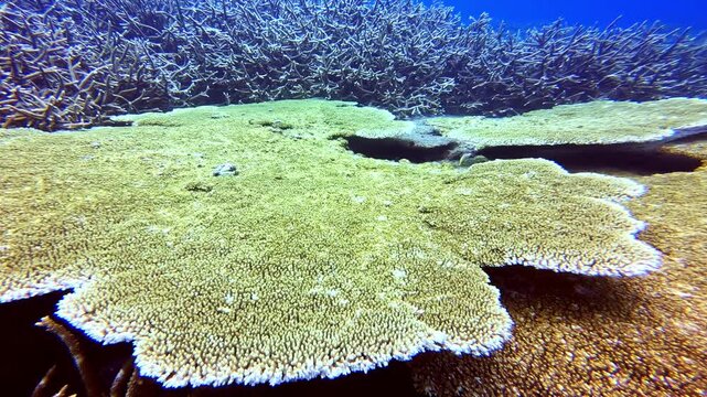 Wide flat plate corals stack in tiers across a shallow sandy reef floor under clear blue water.