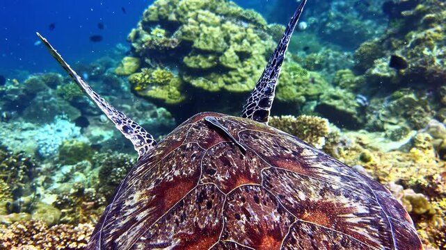 Hawksbill turtle glides forward revealing its full shell and flippers from a trailing behind angle.