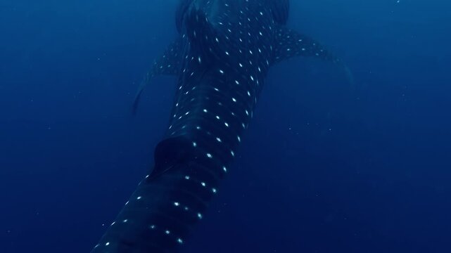 Following a vast dot spotted whale shark gliding through dark deep blue water, giant creature in Philippine waters