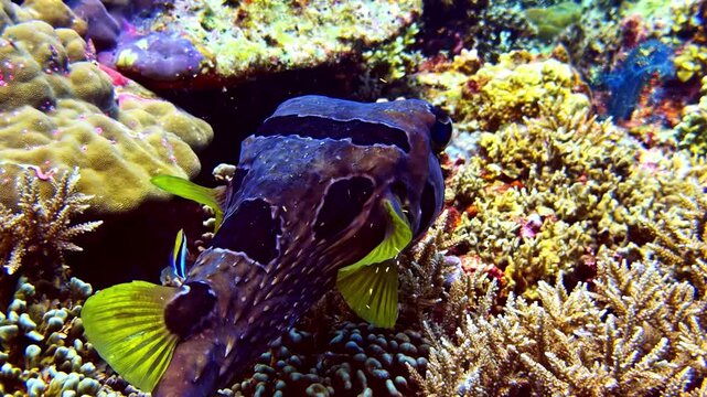 A dark mottled pufferfish with bright yellow fins nestles between coral formations on a vivid reef.