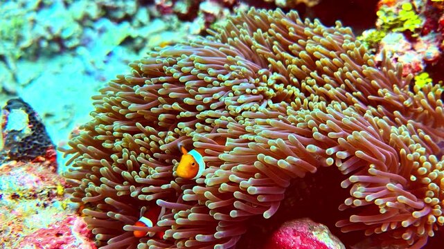 A pair of orange clownfish with blue-white stripes tuck into the base of a flowing pink anemone.