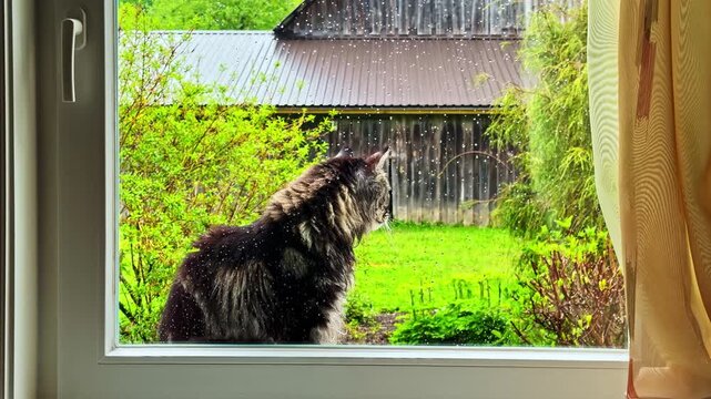 Beautiful dark longhaired cat sits outdoor behind glass window during summer rain looking at backyard
