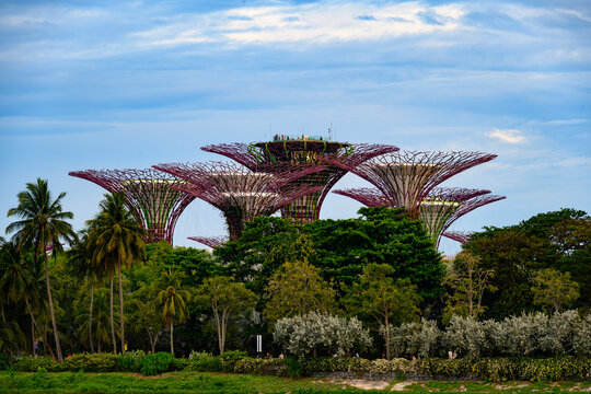 Vibrant shot of Singapore&rsquo;s iconic Supertree Grove at Gardens by the Bay, framed by lush tropical foliage under a bright blue sky. 