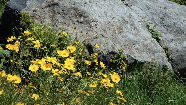 Close up of yellow coreopsis wildflowers blooming in green grass beside large gray rock in bright summer sunlight at Haeundae Blue Line Park in Busan South Korea
