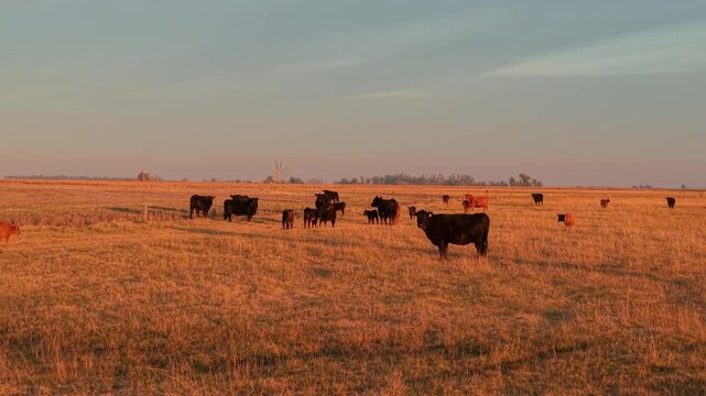 Black Angus and hereford crossbreed cattle graze across grassland at sunset in the Argentine Pampas, illustrating livestock ranching and agricultural production, Buenos Aires province