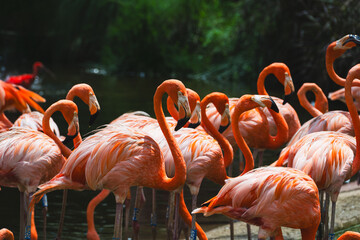 Close-up shot of vibrant pink Caribbean flamingos with long curved necks and banded legs, gathered by dark water against blurred lush green wetland background. © Sean Zhang