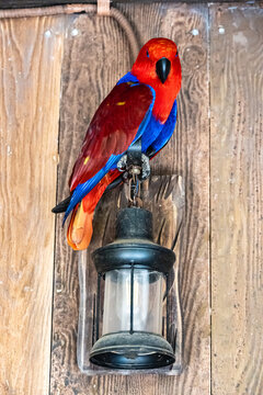 Vibrant shot of a female eclectus parrot, showcasing its striking red and blue plumage, perched on a vintage wall lantern against a rustic wooden background. 