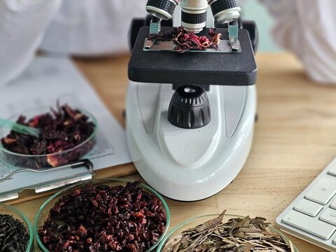 Workers analyze various dried herbs under a microscope in a laboratory during the day to study