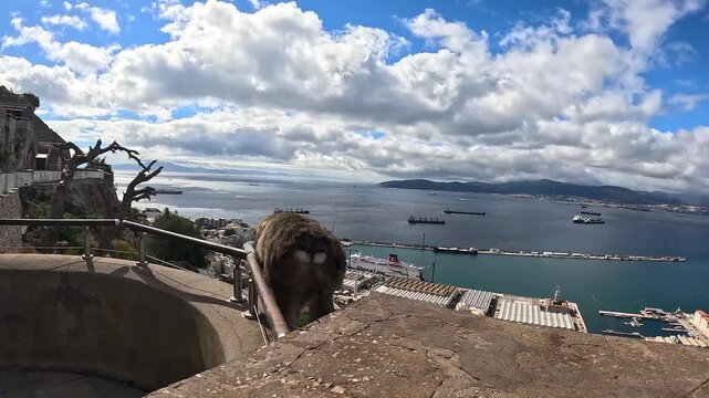 A Barbary macaque sits peacefully on a stone ledge atop the Rock of Gibraltar, gazing over the bustling harbor and sparkling bay below under dramatic clouds and bright natural daylight.