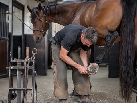 Farrier Working on Horse Hoof Horseshoe Installation