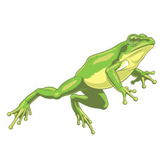 Fototapeta premium Green Frog Amphibian Closeup Profile.