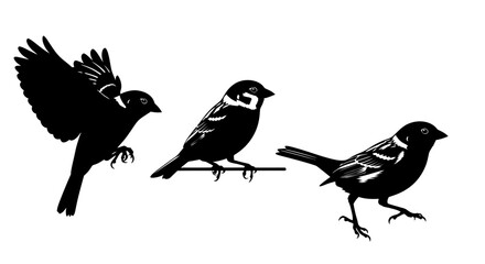 Fototapeta premium Three black birds on a branch.