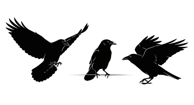 Three Black Birds in Flight Silhouette.