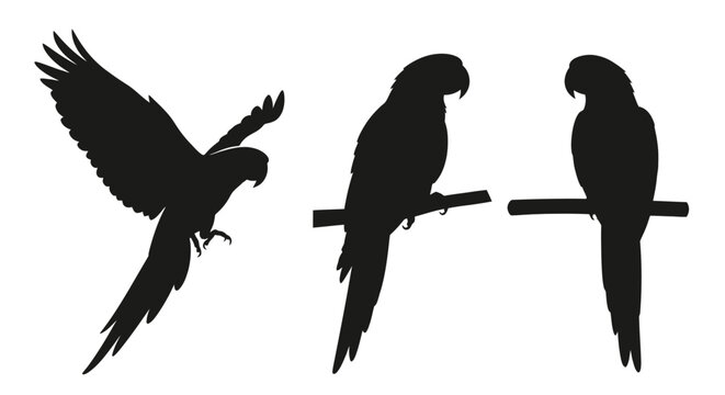 Three black silhouettes of parrots perched.