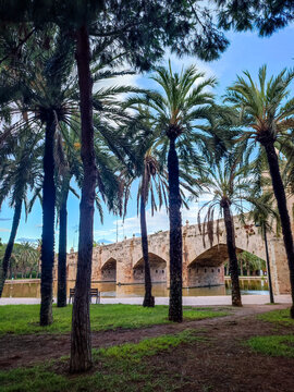Beautiful vertical panoramic illustration of tall green palm trees growing on a grassy field in Turia Park near an ancient stone bridge over a quiet water pond in Valencia Spain
